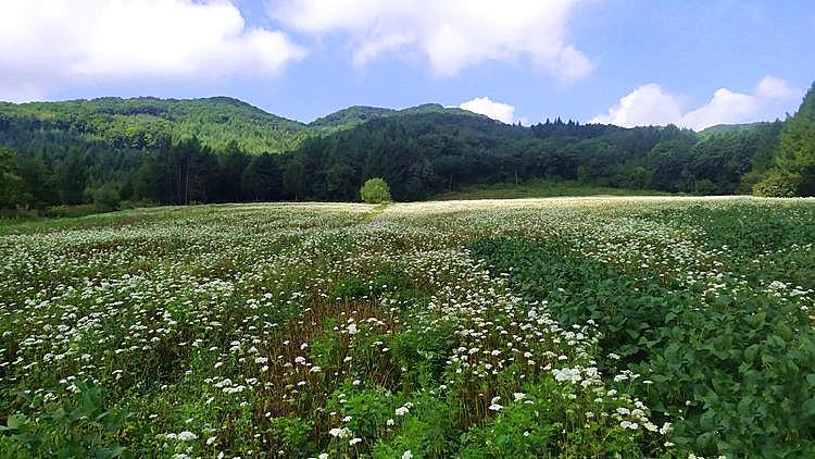 清原滿族自治縣人民政府辦公室最新項目概覽